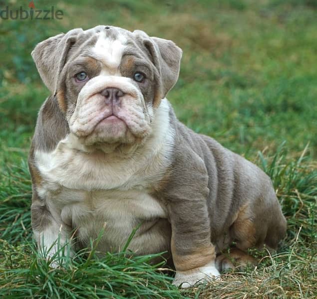 English Bulldog Top Quality from Europe 3