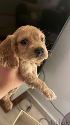 spaniel cocker puppies 55 days