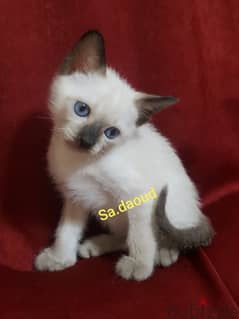 سيامي قطط سيامى كيتن siamese kittens