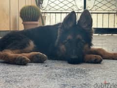 German Shepard Puppy 0