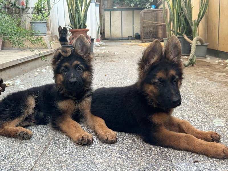 German Shepard Puppy 2