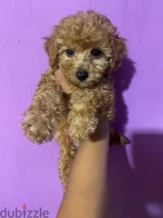 mini poodle Puppies Male and female Available