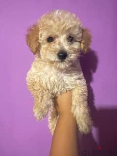 mini poodle Puppies Male and female Available