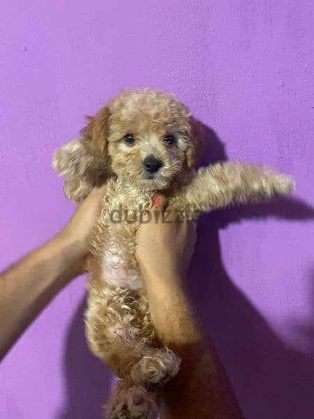 mini poodle Puppies Male and female Available 1