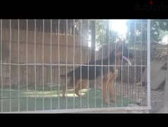 جيرمن شيبرد شورت هير German shepherd