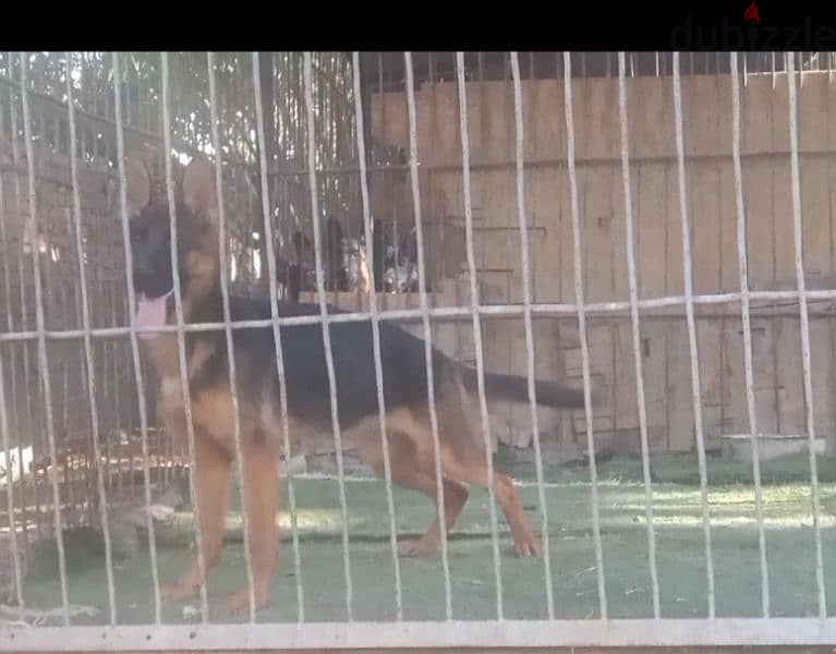 جيرمن شيبرد شورت هير German shepherd 1