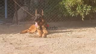 جيرمن شيبرد شورت هير German shepherd