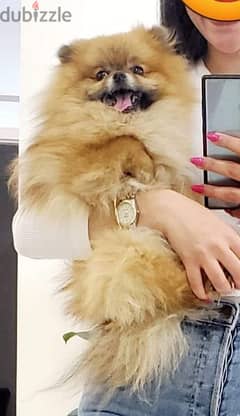 متاح أجمل و اطعم جرو بومرانيان pomeranian