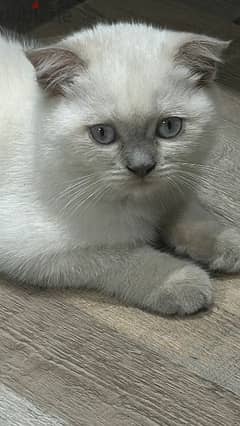 Blue point Scottish Fold boy 0