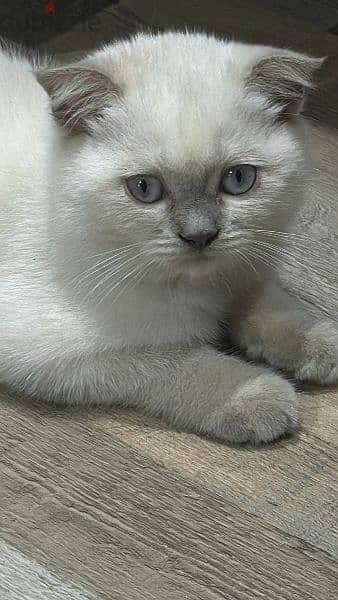 Blue point Scottish Fold boy