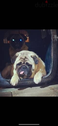 ولاد وبنت pug البنت حامل فى ٤٥ يوم