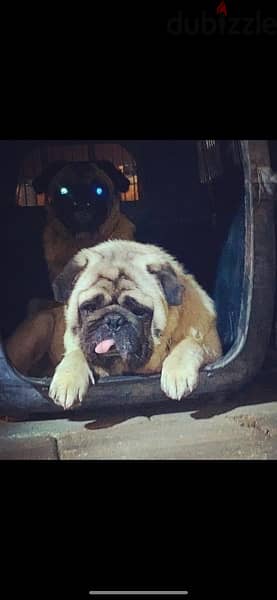 ولاد وبنت pug البنت حامل فى ٤٥ يوم