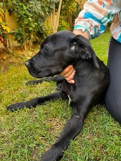 Cane Corso