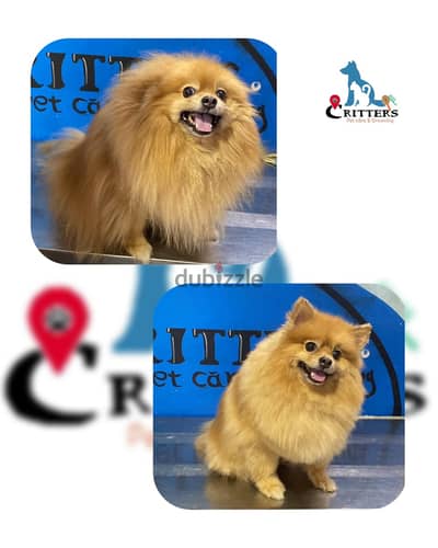 Pet grooming in Alexandria