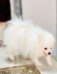 متاح اجمل ذكر Pomeranian بوميرنيان teacup