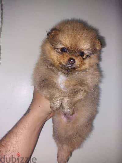 pomariana  puppy