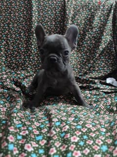 Male blue french bulldog