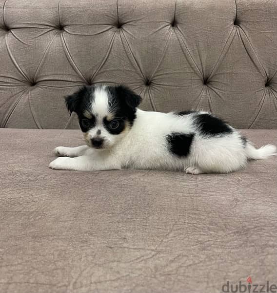 imported  chihuahua apple head short and long hair 1