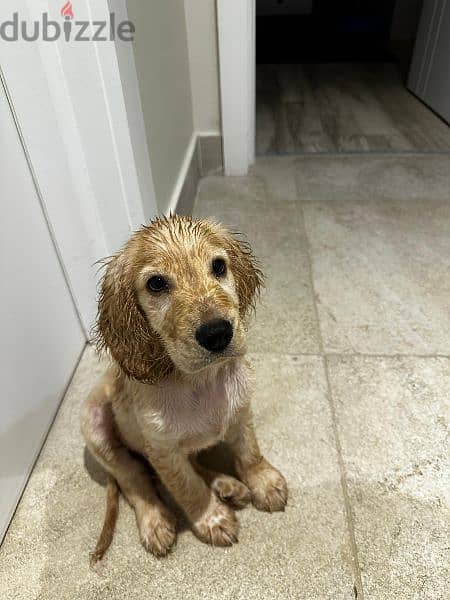 Cocker Spaniel 5 months old 1