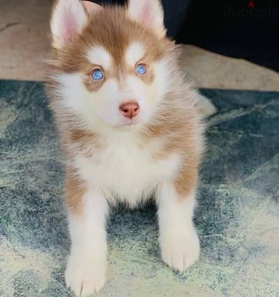 Husky male pure 100%/ كلب هاسكي بيور