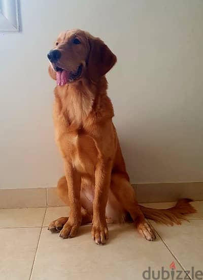 جولدن ريتريفر بيور 8 أشهر Golden Retriever