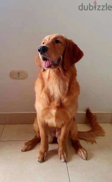 جولدن ريتريفر بيور 8 أشهر Golden Retriever 1