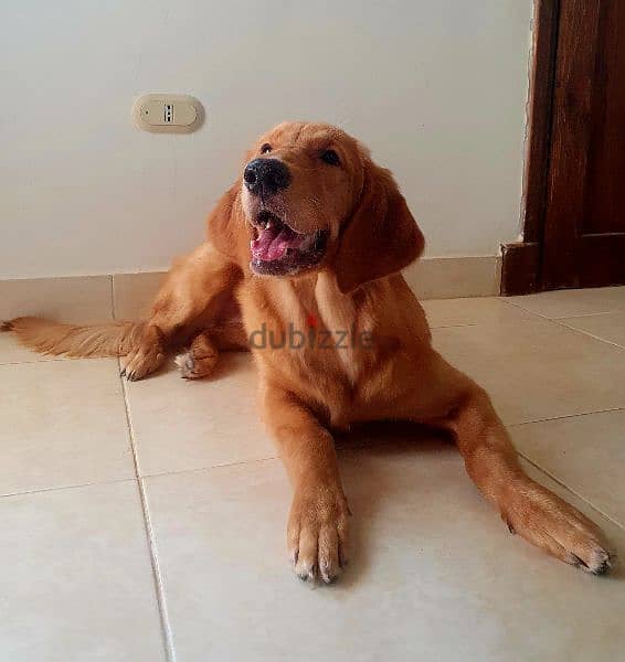 جولدن ريتريفر بيور 8 أشهر Golden Retriever 2