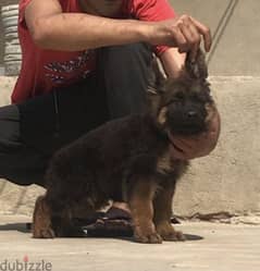 male puppy German shepherd for sale