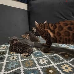 Bengal kitten كيتينز بنجال