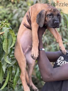 Cane corso Male