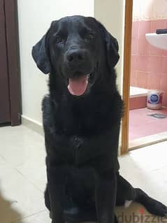 black lab