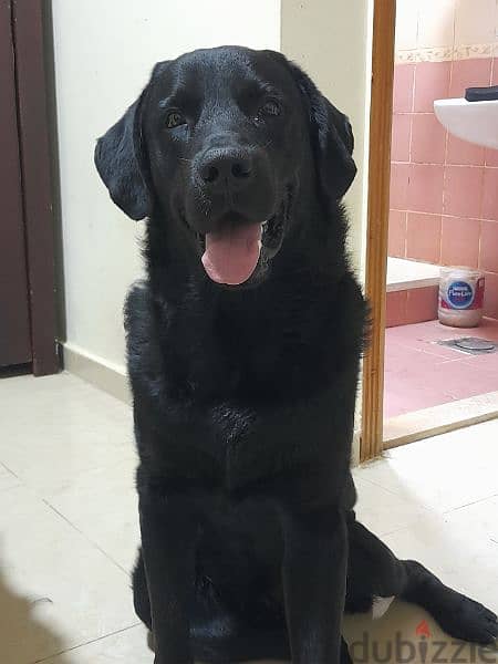 black lab 0