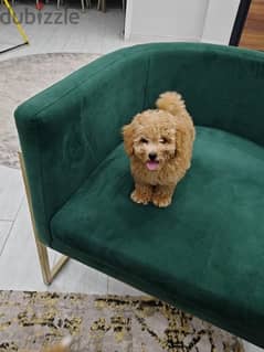 toy poodle