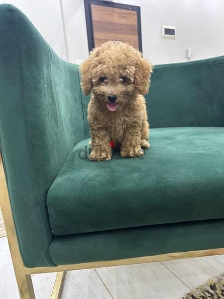 toy poodle 2