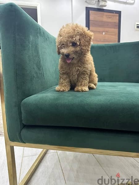 toy poodle 3