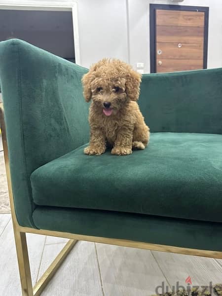 toy poodle 4