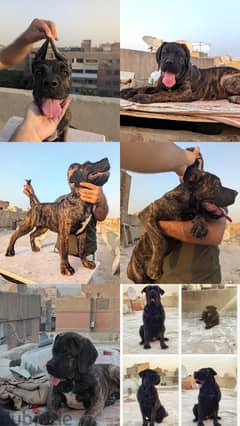 متاح اجمل نتاية cane corso كين كورسو ٤شهور ذكية وفيها شراسة ومستوي توب