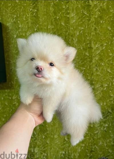 Pomeranian puppies