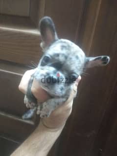 french bulldog female blue merle color 40 days