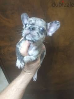 french bulldog female blue merle color 50 days