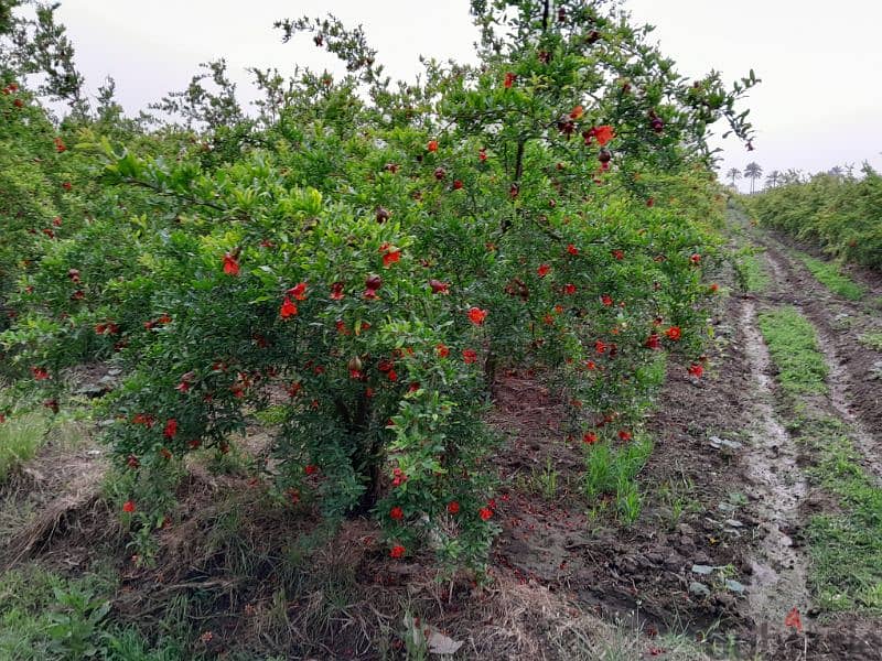 مزرعة للبيع بالقرب من اسكندريه 1