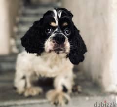 Top line american coker spaniel for sale female 11 Months tri color on