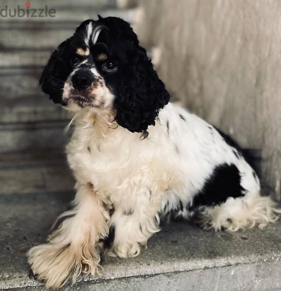 Top line american coker spaniel for sale female 11 Months tri color on 1