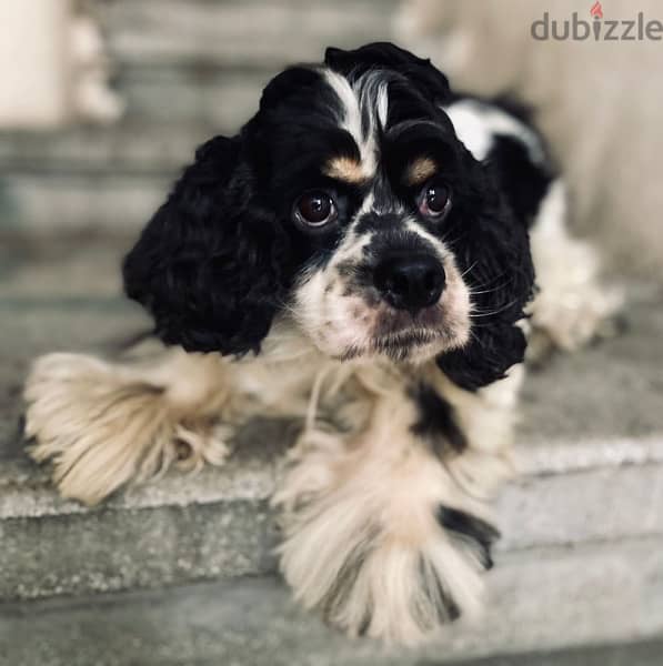 Top line american coker spaniel for sale female 11 Months tri color on 2