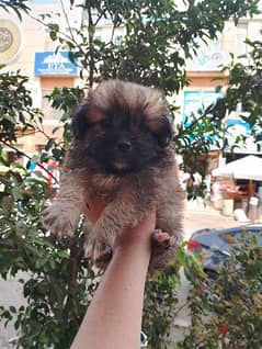 Havanese puppies 45 days