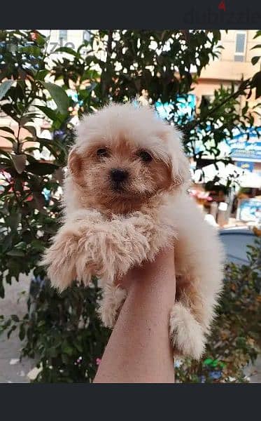 هافنيز بابي 45 يوم (Havanese puppies 45 days)