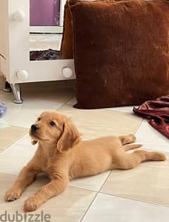 golden retriever