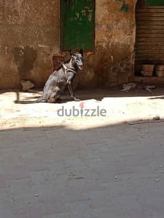 كلب مالينو درك حفيد ابطال مصر