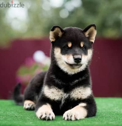 Shiba Inu Male black and tan from Russia