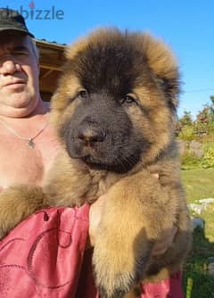 Caucasian shepherd boy from Russia